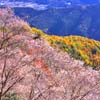 群馬県　藤岡市　冬桜