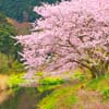 西伊豆　大沢の桜