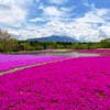 山梨県　富士　芝桜