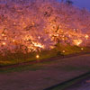 富山県　小矢部川の桜