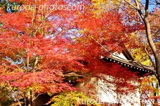 DSCF8295̃Rs[.jpg