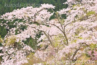_D9A3388.jpg400̃Rs[.jpg